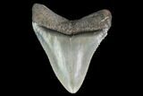 Serrated, Juvenile Megalodon Tooth - Georgia #142338-1